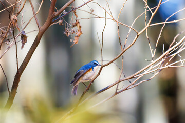 羽ばたいて飛び出す幸せの青い鳥、可愛いルリビタキ（ヒタキ科） 英名学名：Red flanked Bluetail (Tarsiger cyanurus) 埼玉県北本市、北本自然観察公園 2024 