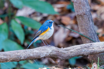 羽ばたいて飛び出す幸せの青い鳥、可愛いルリビタキ（ヒタキ科） 英名学名：Red flanked Bluetail (Tarsiger cyanurus) 埼玉県北本市、北本自然観察公園 2024 