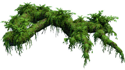 twisted jungle liana with damp bark and moss patches high detail isolated on transparent background