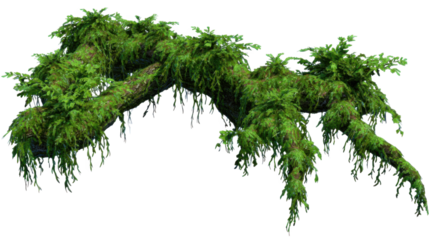twisted jungle liana with damp bark and moss patches high detail isolated on transparent background