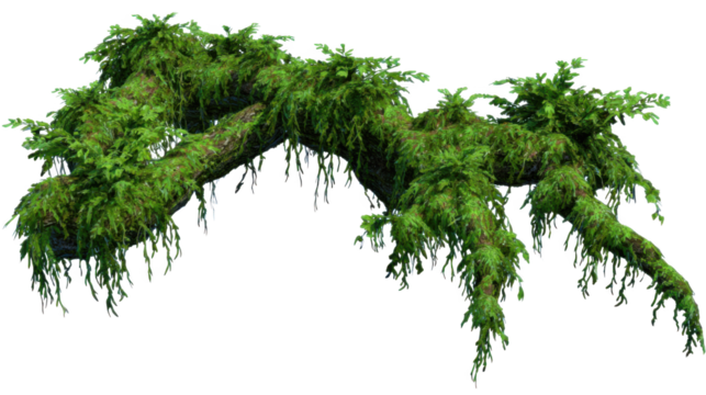 twisted jungle liana with damp bark and moss patches high detail isolated on transparent background