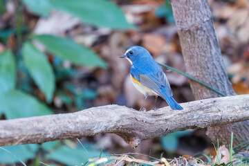 羽ばたいて飛び出す幸せの青い鳥、可愛いルリビタキ（ヒタキ科） 英名学名：Red flanked Bluetail (Tarsiger cyanurus) 埼玉県北本市、北本自然観察公園 2024 