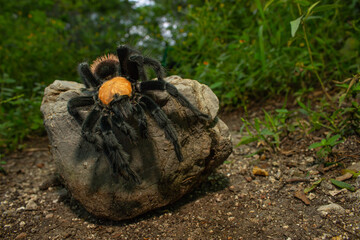 Tarántula Dorada