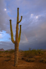Saguaro cactus and a rainbow in the Sonoran Desert of Arizona. Tonto National Forest. 