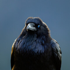 Portrait of a black bird, A Raven
