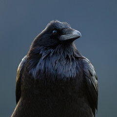 Portrait of a black bird, A Raven