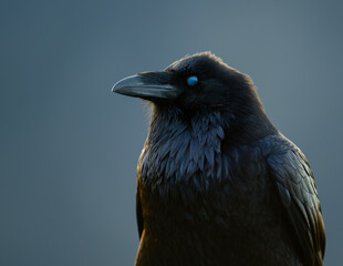 Portrait of a black bird, A Raven