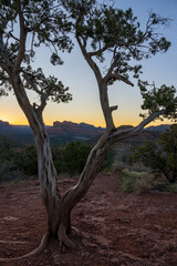 Cathedral Rock at sunrise in Sedona, Arizona. 