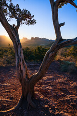 Cathedral Rock at sunrise in Sedona, Arizona. 