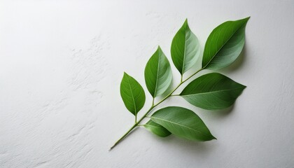 a sprig of green leaves is delicately placed on a white textured surface highlighting the contrast between the vibrant foliage and the subtle background evoking a sense of calm and nature