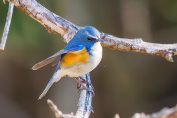 羽ばたいて飛び出す幸せの青い鳥、可愛いルリビタキ（ヒタキ科） 英名学名：Red flanked Bluetail (Tarsiger cyanurus) 埼玉県北本市、北本自然観察公園 2024 