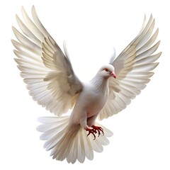 Obraz premium White dove in flight, a symbol of peace and love, isolated on white with outstretched wings