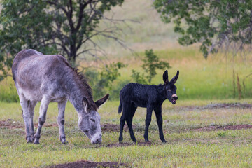 Wild burro with foal in a meadow