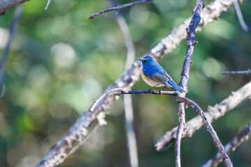 羽ばたいて飛び出す幸せの青い鳥、可愛いルリビタキ（ヒタキ科） 英名学名：Red flanked Bluetail (Tarsiger cyanurus) 埼玉県北本市、北本自然観察公園 2024 
