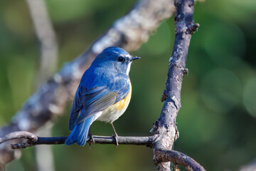 羽ばたいて飛び出す幸せの青い鳥、可愛いルリビタキ（ヒタキ科） 英名学名：Red flanked Bluetail (Tarsiger cyanurus) 埼玉県北本市、北本自然観察公園 2024 