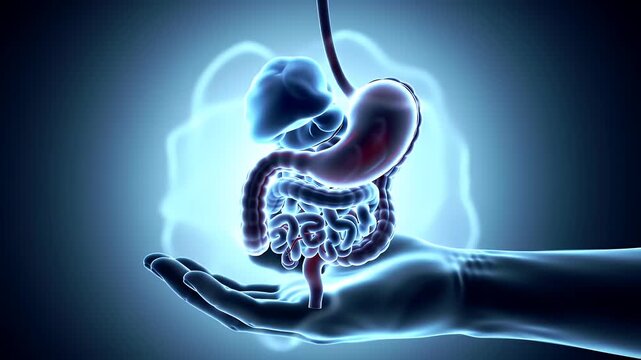 Translucent Human Digestive System Held By Glowing Hand in Detailed 3D Animation for Medical Healthcare on Blue Background