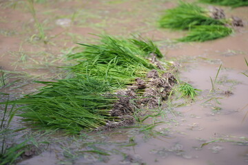 Bundled young rice seedlings prepared for transplanting in the paddy field