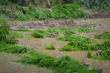 Fresh green rice seedlings bundled and ready for transplanting in the paddy field, representing Thai farmers’ traditional way of cultivation.