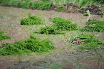 Bundled young rice seedlings prepared for transplanting in the paddy field