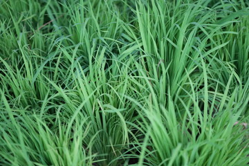 Fresh green rice seedlings bundled and ready for transplanting in the paddy field, representing Thai farmers’ traditional way of cultivation.