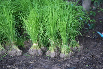Fresh green rice seedlings bundled and ready for transplanting in the paddy field, representing Thai farmers’ traditional way of cultivation.