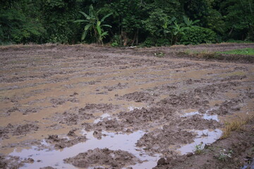 A prepared rice field filled with water, ready for planting during the rainy season. The green rural landscape reflects the traditional agricultural lifestyle