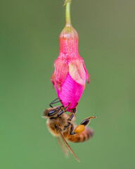 Bee lands on some sakura
