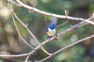 羽ばたいて飛び出す幸せの青い鳥、可愛いルリビタキ（ヒタキ科） 英名学名：Red flanked Bluetail (Tarsiger cyanurus) 埼玉県北本市、北本自然観察公園 2024 