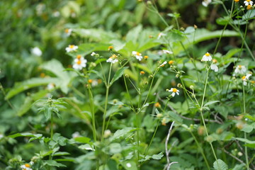 Small Spanish needle flowers Bidens pilosa with white petals and bright yellow centers blooming among green leaves in nature.