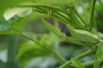 Obraz premium an okra plant bearing young green pods in a garden. The pods are elongated and tender, covered with tiny hairs, surrounded by deep green leaves
