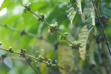 a coffee plant bearing unripe green cherries. The coffee cherries are small and round, growing along the stem. The plant has large, glossy, dark green leaves, set against a lush green background