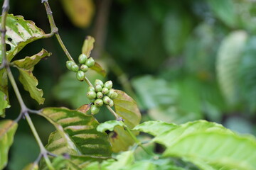 a coffee plant bearing unripe green cherries. The coffee cherries are small and round, growing along the stem. The plant has large, glossy, dark green leaves, set against a lush green background