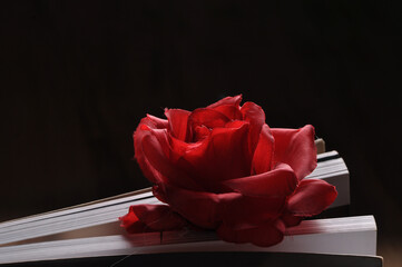 rosa delicada em livro 