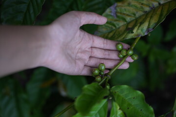 a hand holding a cluster of unripe green coffee cherries still on the branch. The cherries are...