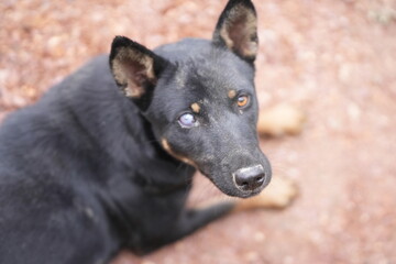 Black dog walking on dirt path, blind in one eye due to snake venom, symbolizing survival and resilience.