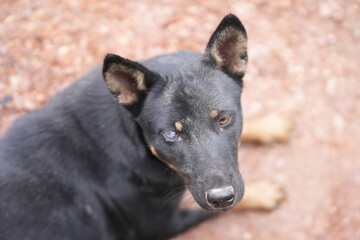 Black dog walking on dirt path, blind in one eye due to snake venom, symbolizing survival and resilience.