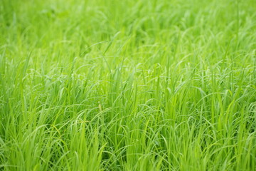 green rice plants growing in a paddy field, indicating robust development in the early growing stage