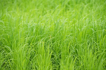 green grass background
