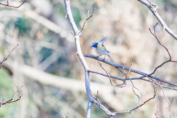 羽ばたいて飛び出す幸せの青い鳥、可愛いルリビタキ（ヒタキ科） 英名学名：Red flanked Bluetail (Tarsiger cyanurus) 埼玉県北本市、北本自然観察公園 2024 