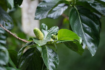 Green noni fruits growing on the tree with glossy dark green leaves, widely used in traditional medicine and processed into health supplements.