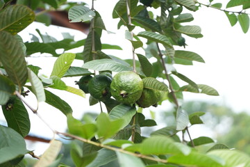 green guava fruits growing on a branch, surrounded by vibrant green leaves in a garden, evoking a...