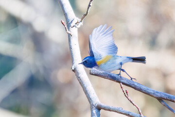 羽ばたいて飛び出す幸せの青い鳥、可愛いルリビタキ（ヒタキ科） 英名学名：Red flanked Bluetail (Tarsiger cyanurus) 埼玉県北本市、北本自然観察公園 2024 