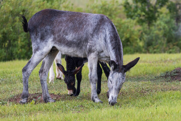 Wild burro with foal in a meadow