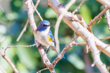 羽ばたいて飛び出す幸せの青い鳥、可愛いルリビタキ（ヒタキ科） 英名学名：Red flanked Bluetail (Tarsiger cyanurus) 埼玉県北本市、北本自然観察公園 2024 
