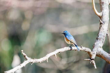 羽ばたいて飛び出す幸せの青い鳥、可愛いルリビタキ（ヒタキ科） 英名学名：Red flanked Bluetail (Tarsiger cyanurus) 埼玉県北本市、北本自然観察公園 2024 