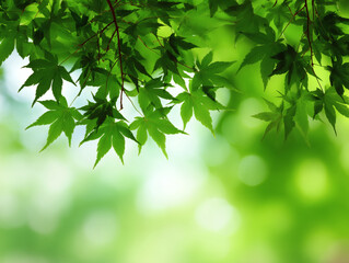 Obraz premium 新緑のもみじが輝く木漏れ日と柔らかな春の風景