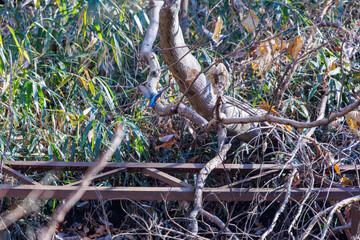 餌を捕らえるために池に飛び込む可愛いカワセミ（カワセミ科）のペア 英名学名：Kingfisher (Alcedo atthis) 埼玉県北本市、北本自然観察公園 2025 