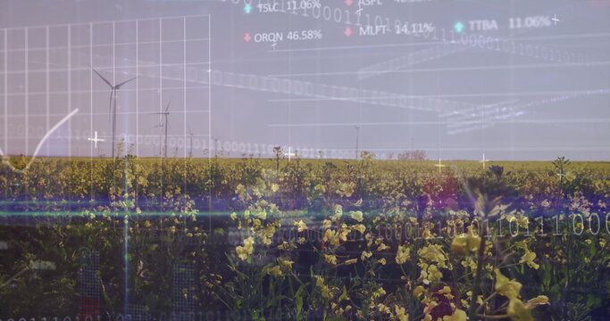 Displaying yellow flowering field stretching across farmland with wind turbines and data overlay - Powered by Adobe