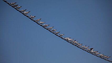 Braunkopfmöwe auf Stromleitung