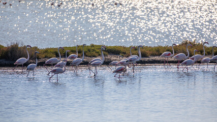 Flamingos im Wasser